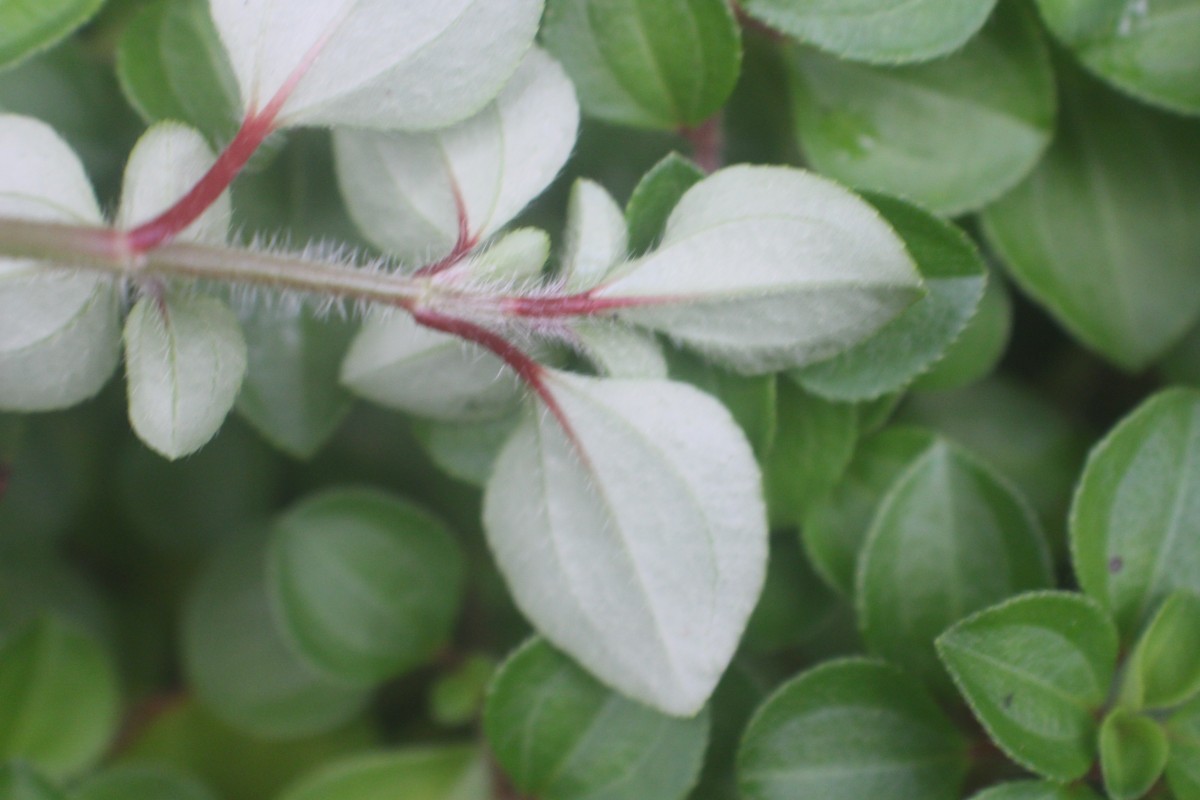 Heterotis rotundifolia (Sm.) Jacq.-Fél.